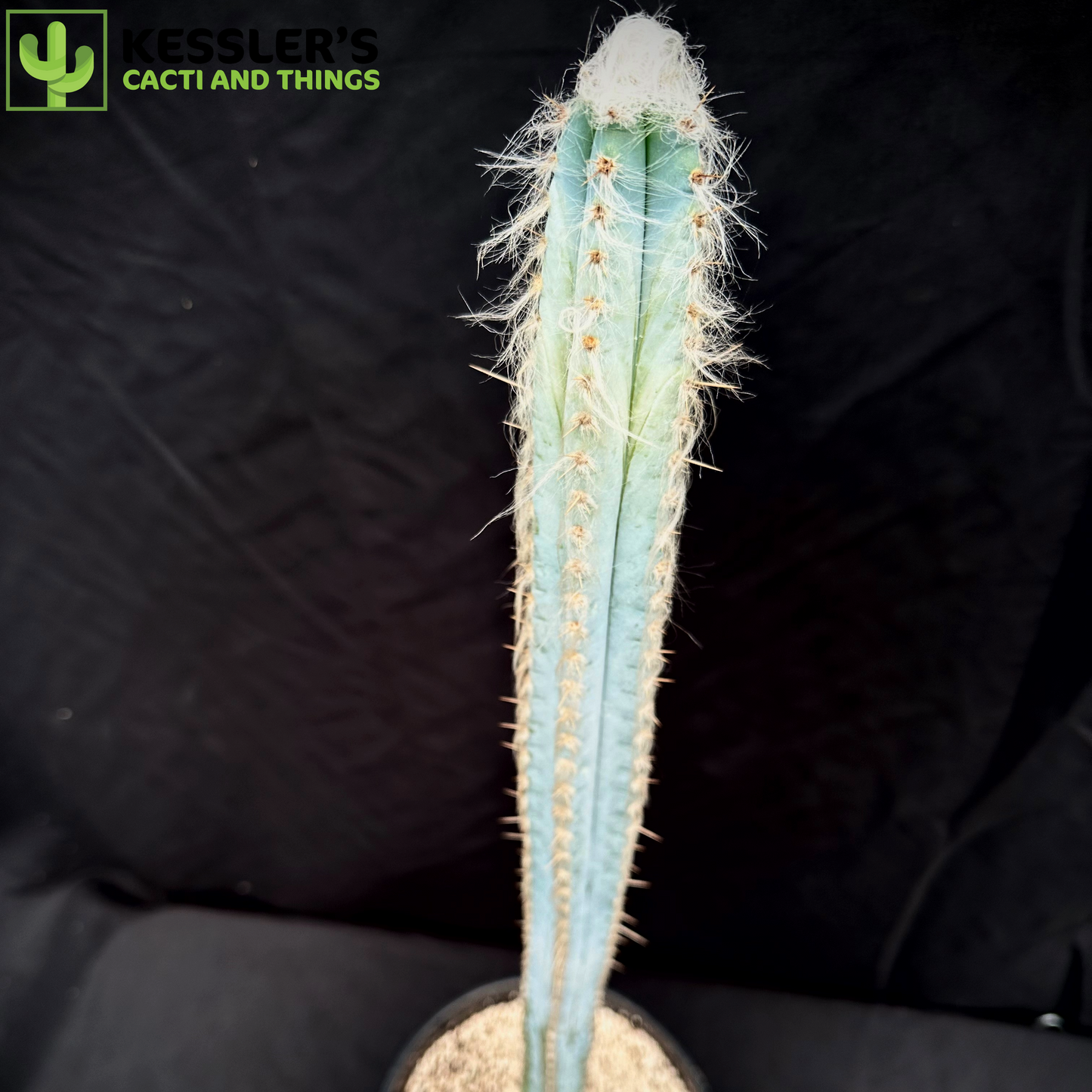 Pilosocereus Pachycladus (Blue Torch Cactus)