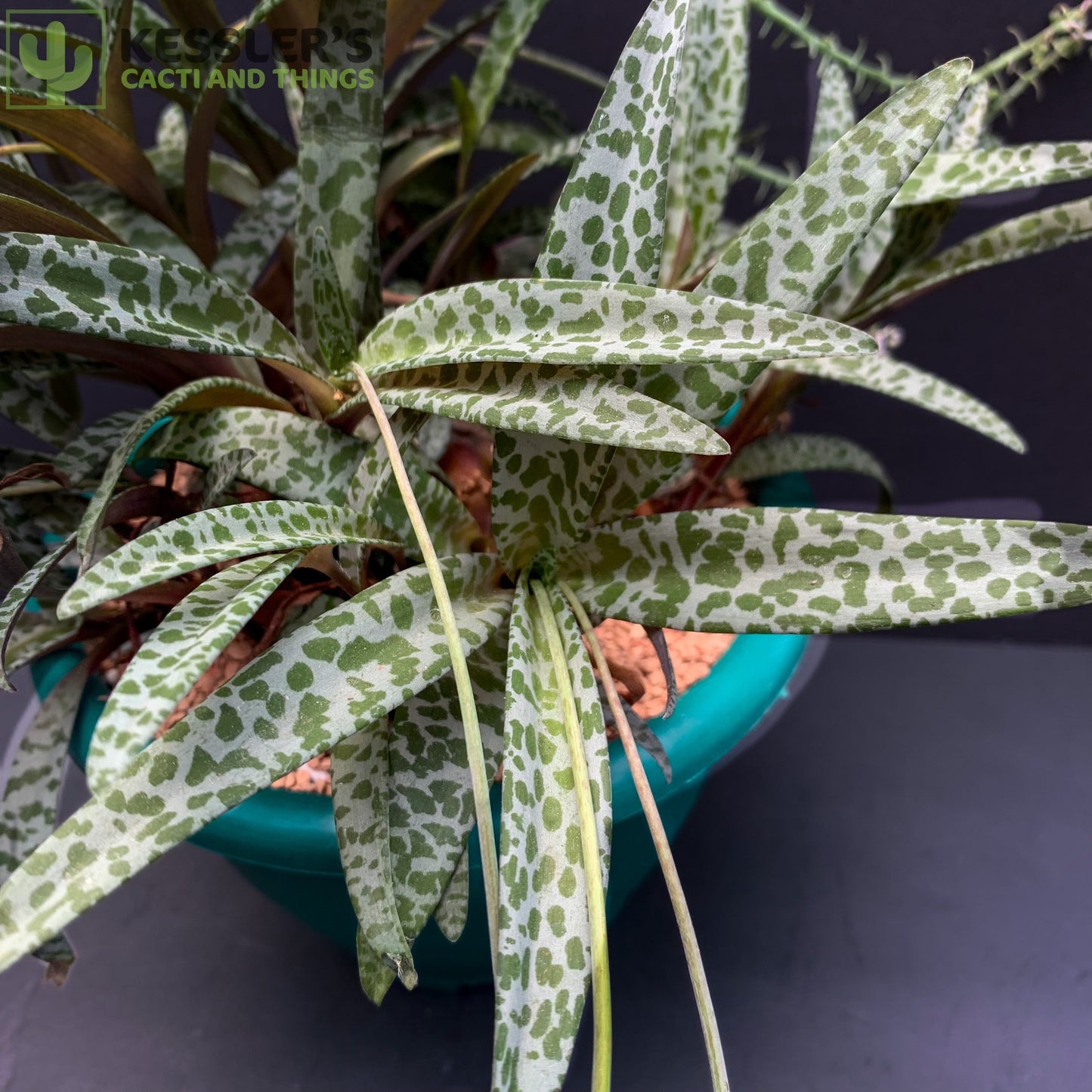 Scilla Ledebouria Socialis