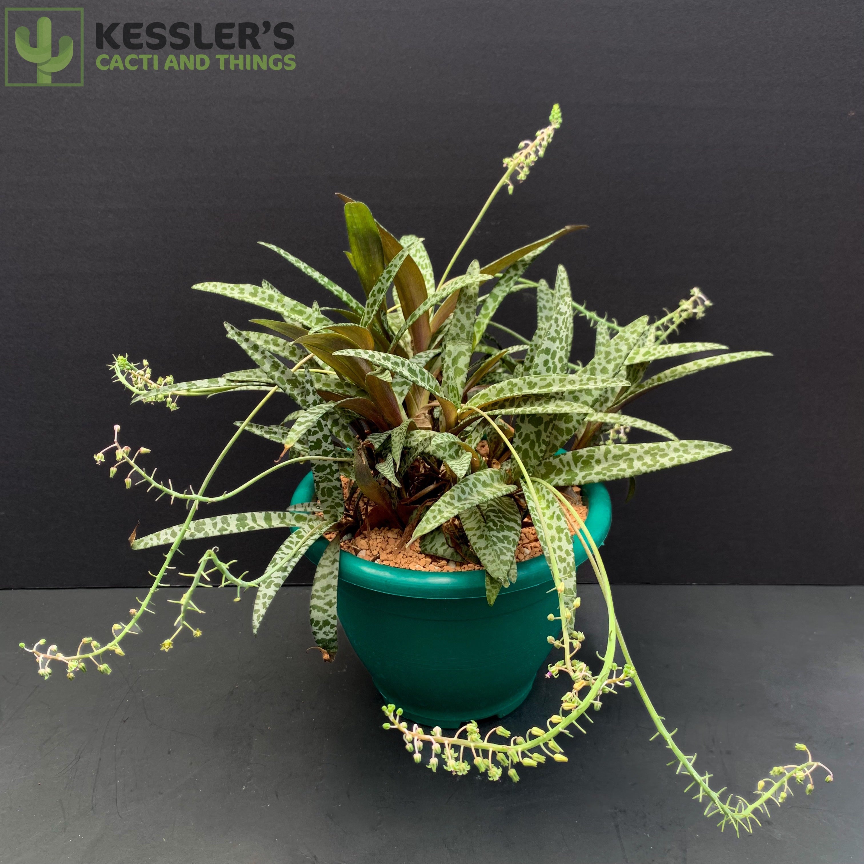 scilla succulent Scilla Ledebouria Socialis