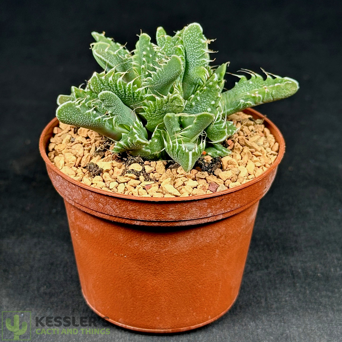 Faucaria Tigrina (Tiger Jaws)