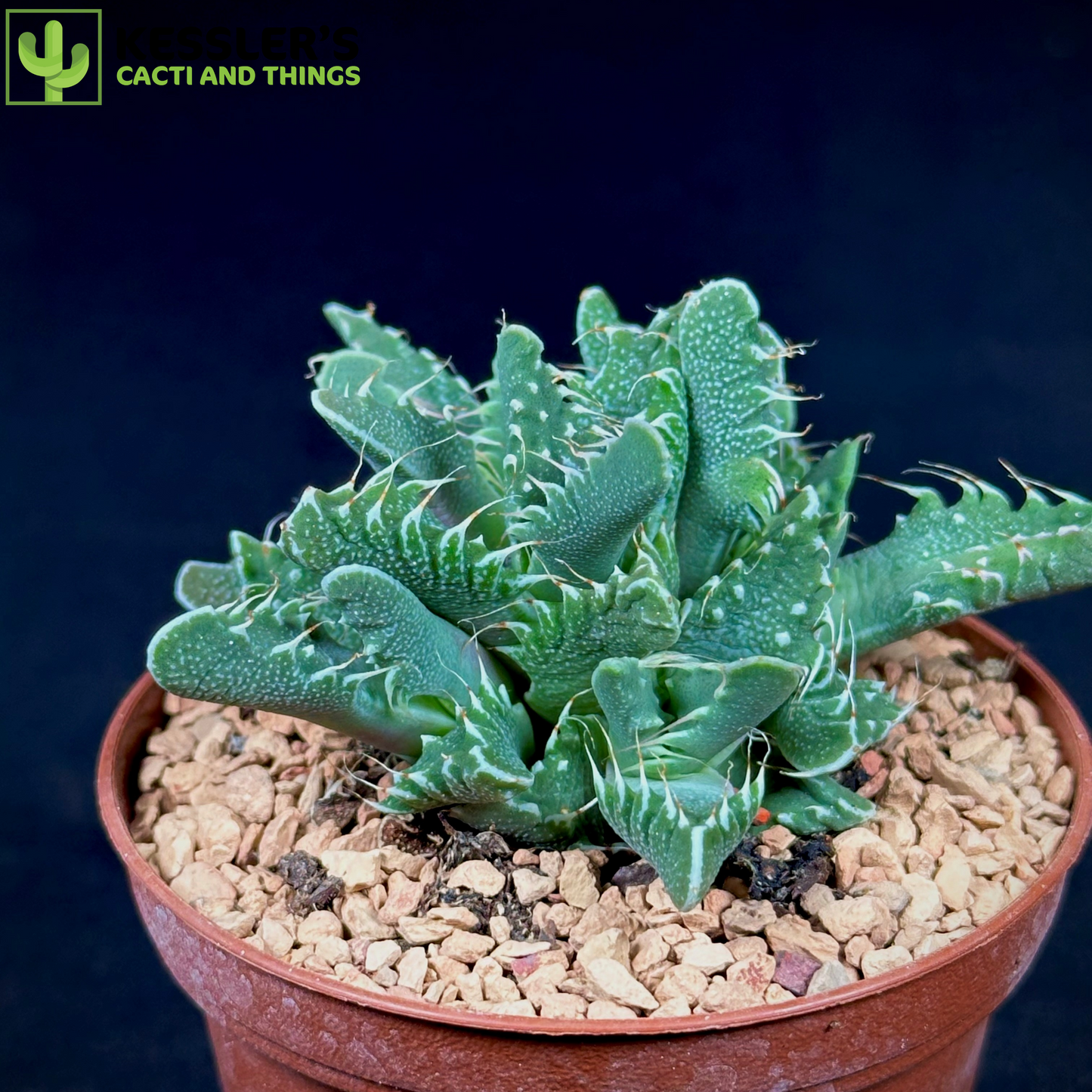 Faucaria Tigrina (Tiger Jaws)