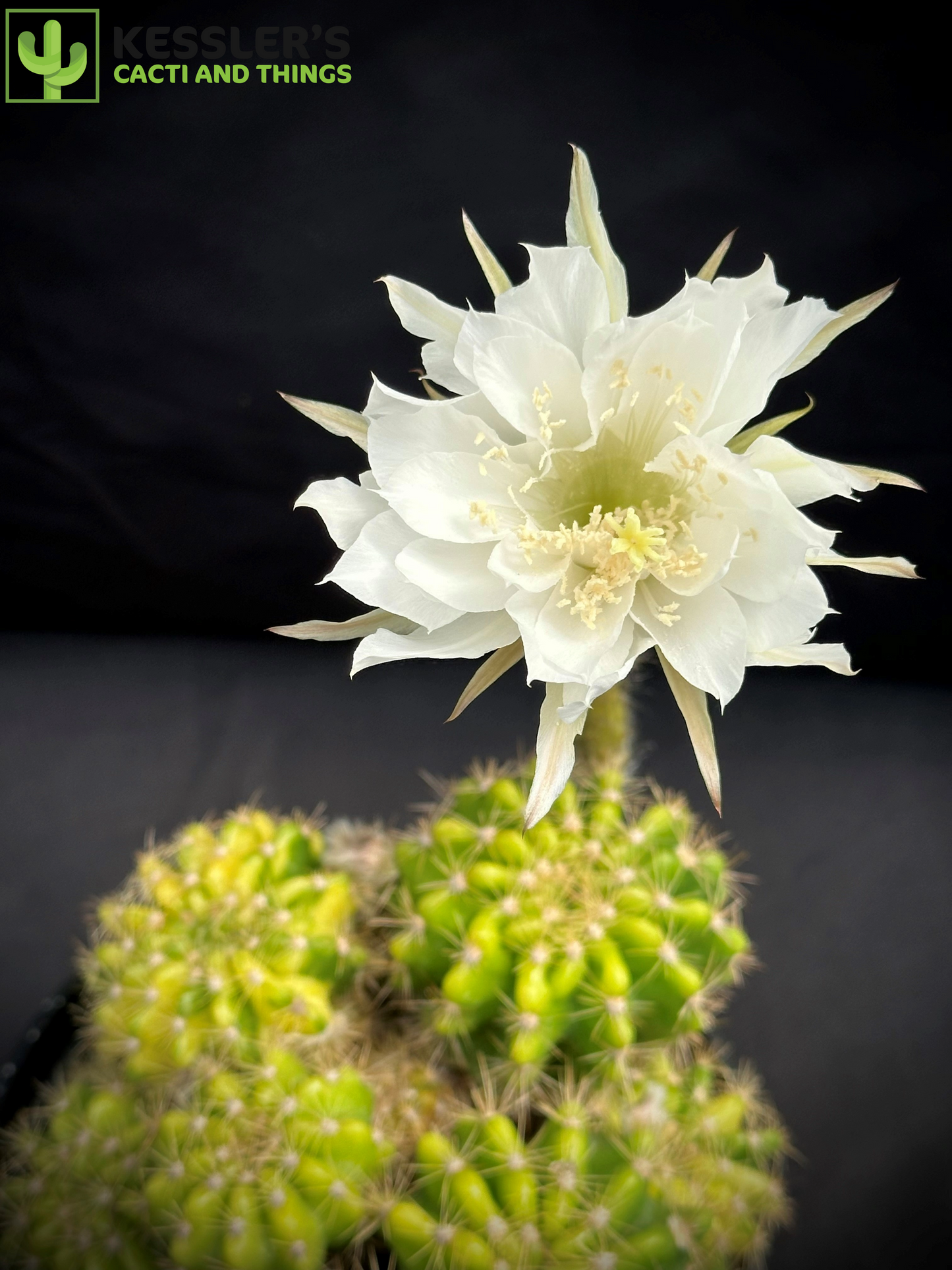Variegated Echinopsis Tubiflora (Cereus Tubiflorus)