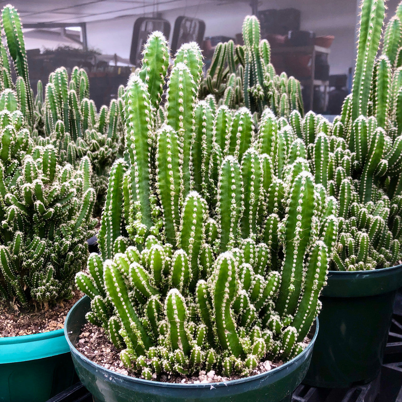 a large acanthocereus tetragonus