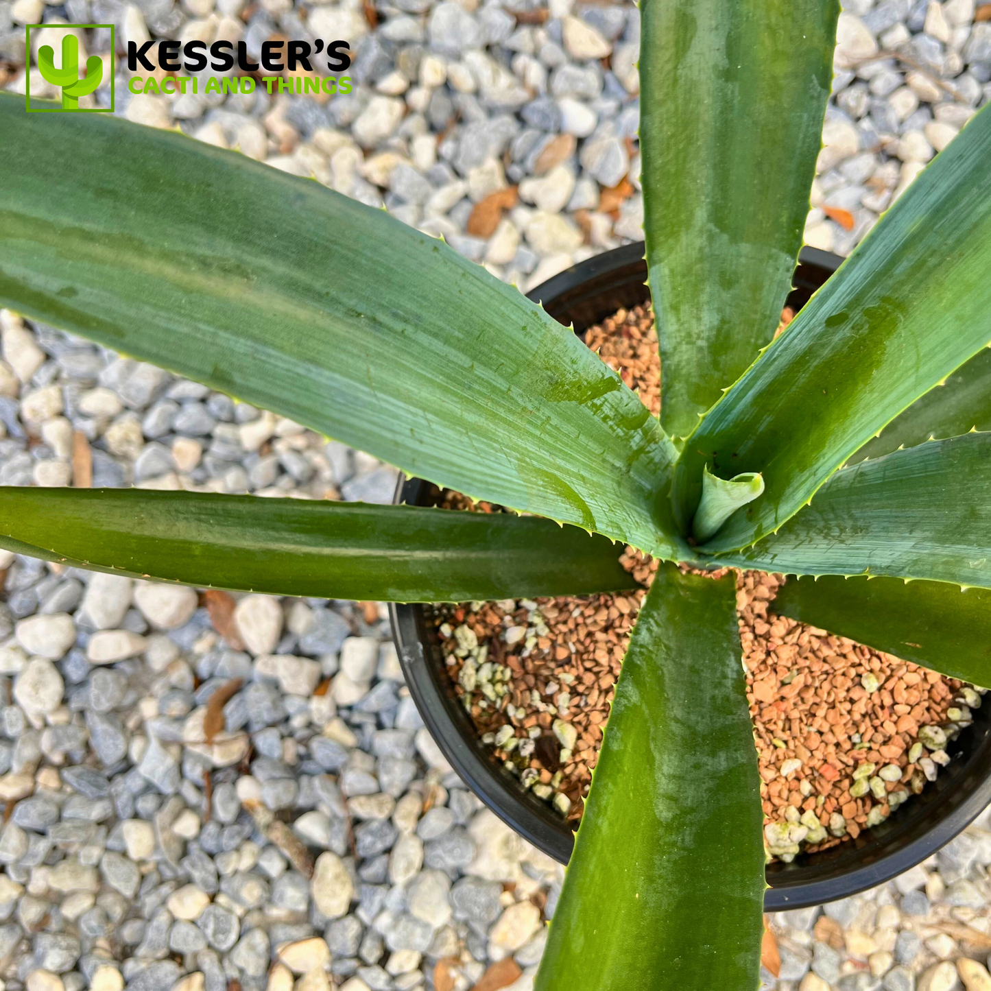 Agave Tequiliana Blue Tequila Agave top