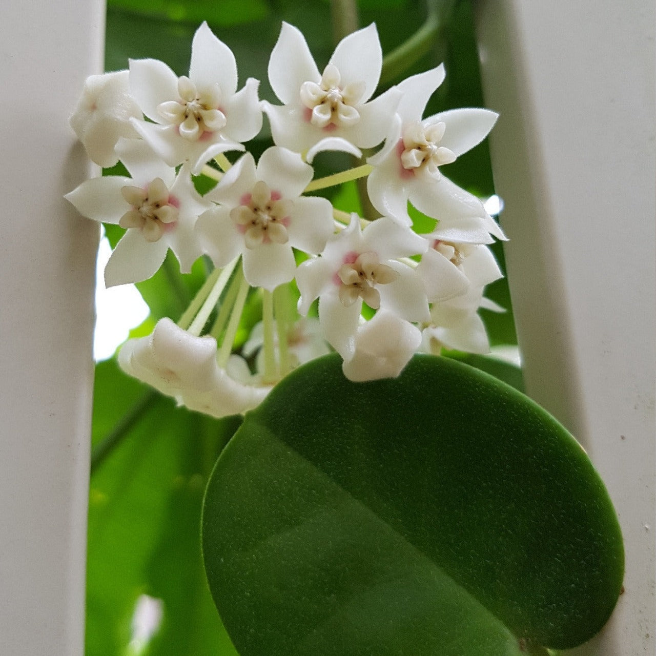 A Flowering Hoya Australis Tenuipes