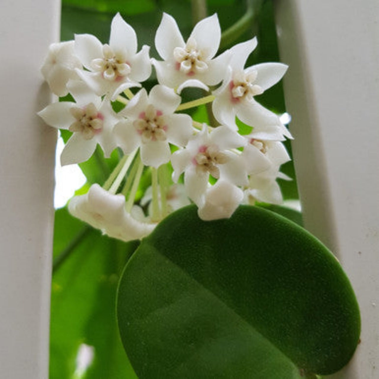 Hoya Australis Tenuipes - 4 Inches