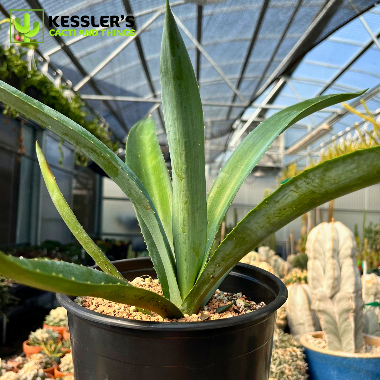 Agave - Tequiliana (Blue Tequila Agave)