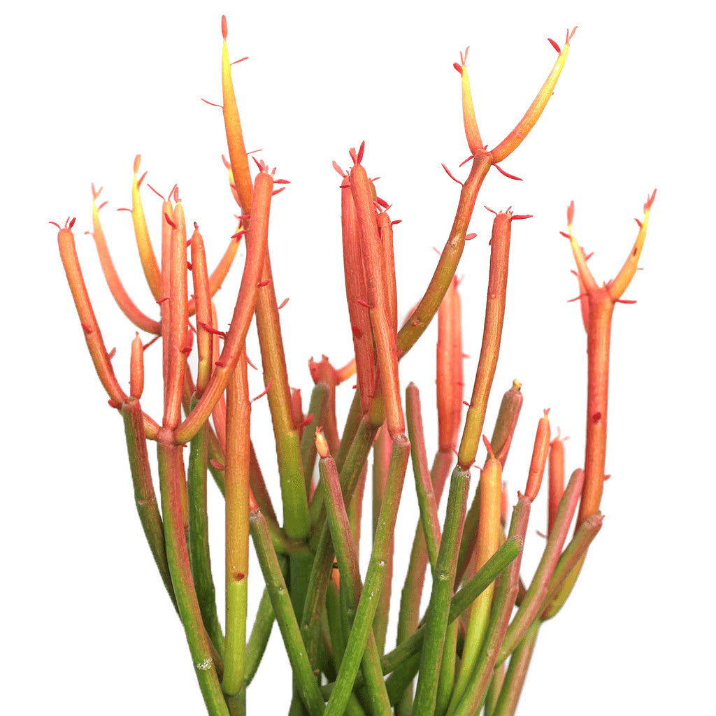 succulent sticks on fire Euphorbia Tirucalli (Firestick) Cuttings- 2 Pack – Kesslers Cacti