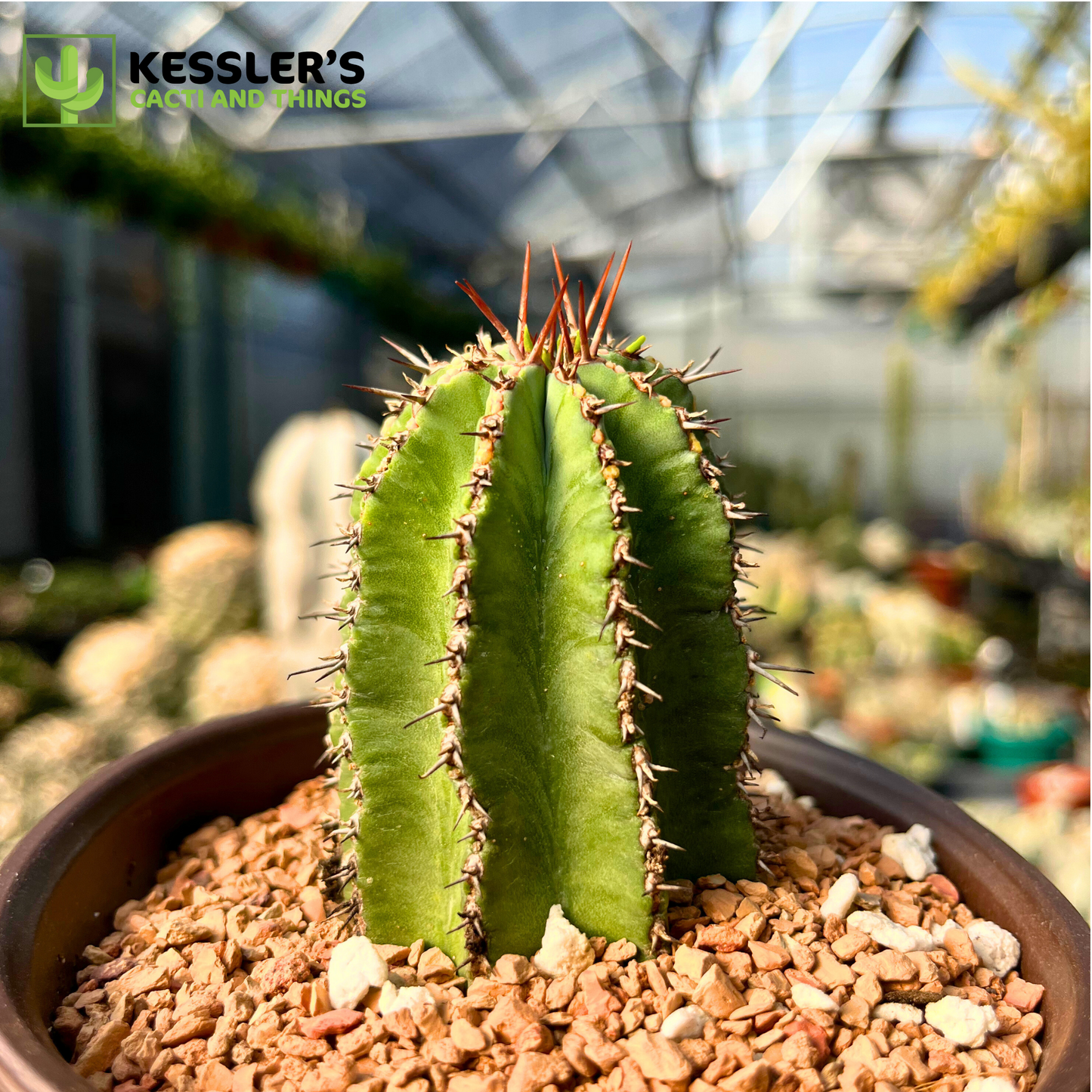 Euphorbia - Fruticosa Inermis (Green Crown Succulent)