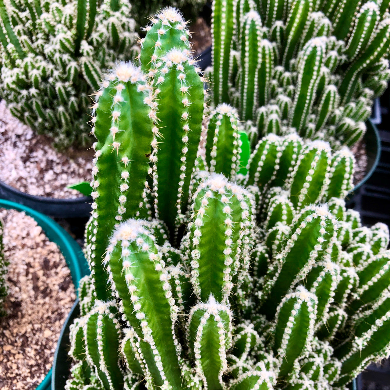 up close view of spines of a large acanthocereus tetragonus