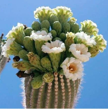 a flowering mature Carnegiea Gigantea