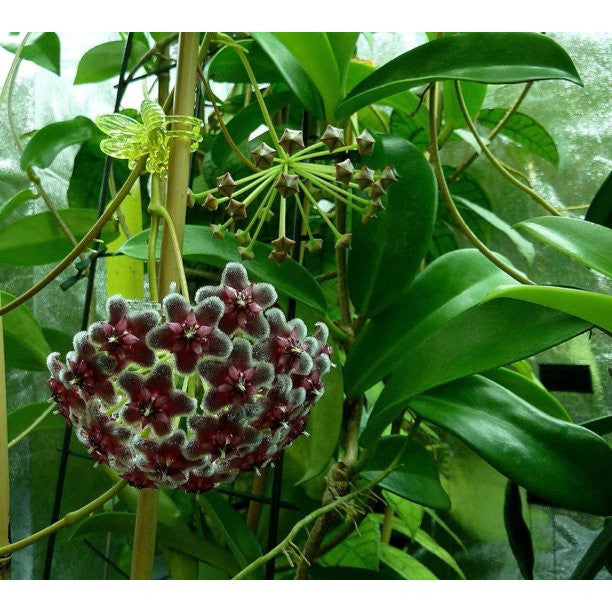 a flowering Hoya Pubicalyx