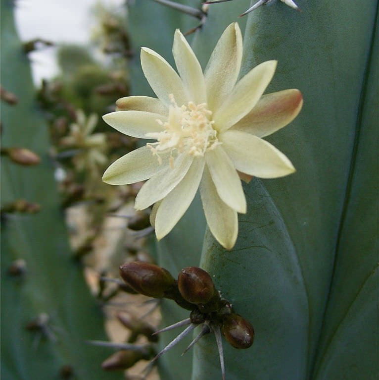 a flowering Myrtillocactus Geometrizans