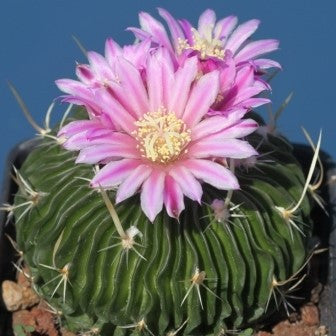 a flowering Echinofossulocactus Multicostatus view 2