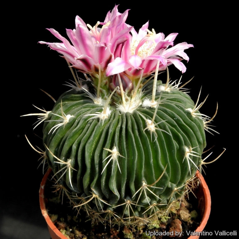 a flowering Echinofossulocactus Multicostatus