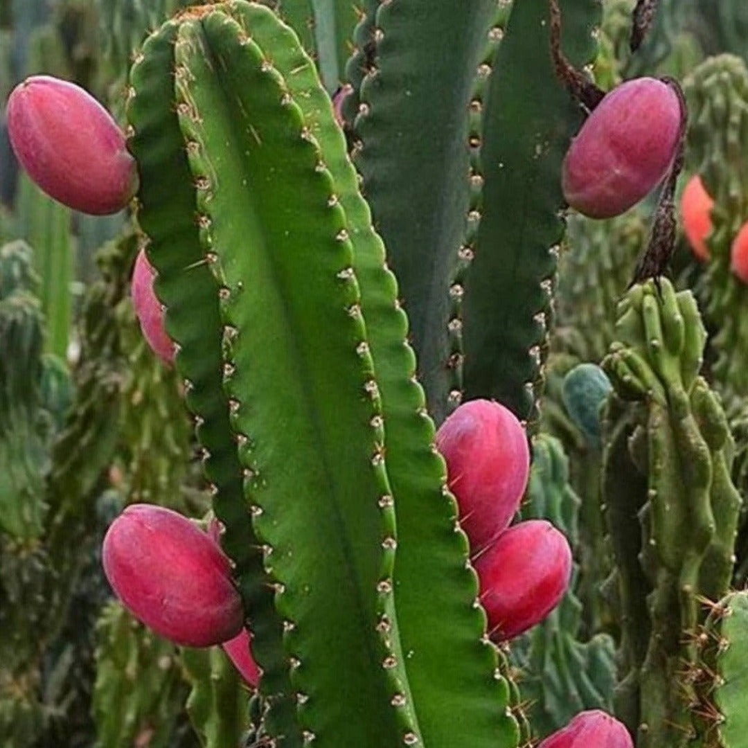 types of cereus cactus Cereus Peruvianus (Peruvian Apple Cactus)