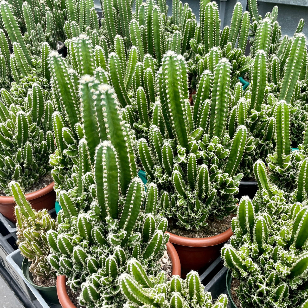 multiple fairy castle cactus, acanthocereus tetragonus in a cluster