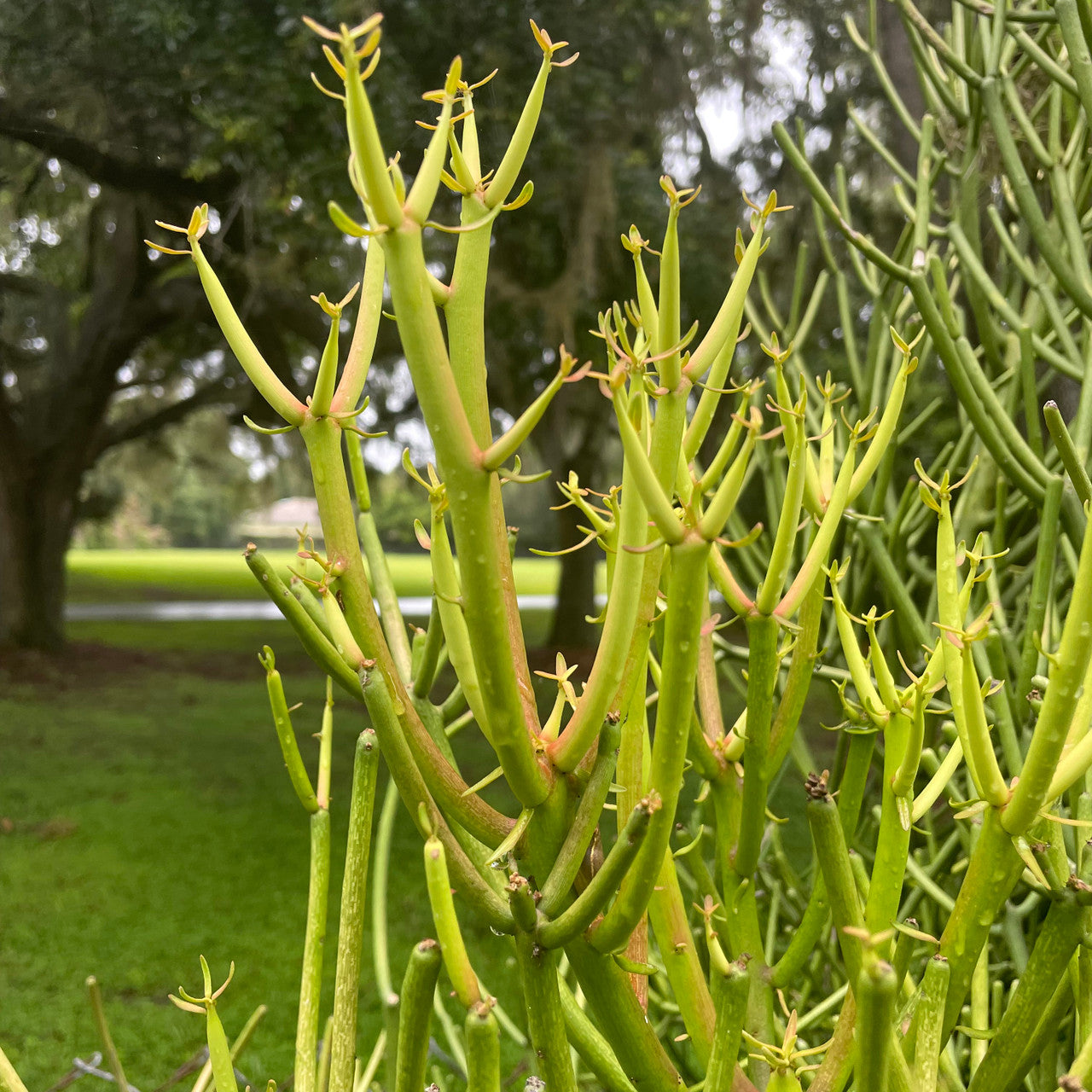 Close Up of Euphorbia Tirucalli