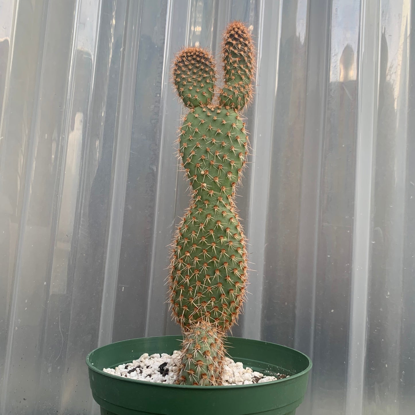 Opuntia Pycnantha V. Margaritana