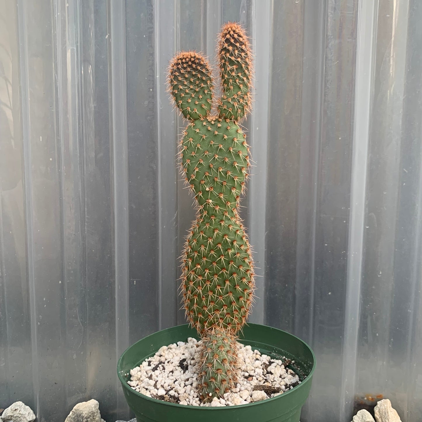 Opuntia Pycnantha V. Margaritana