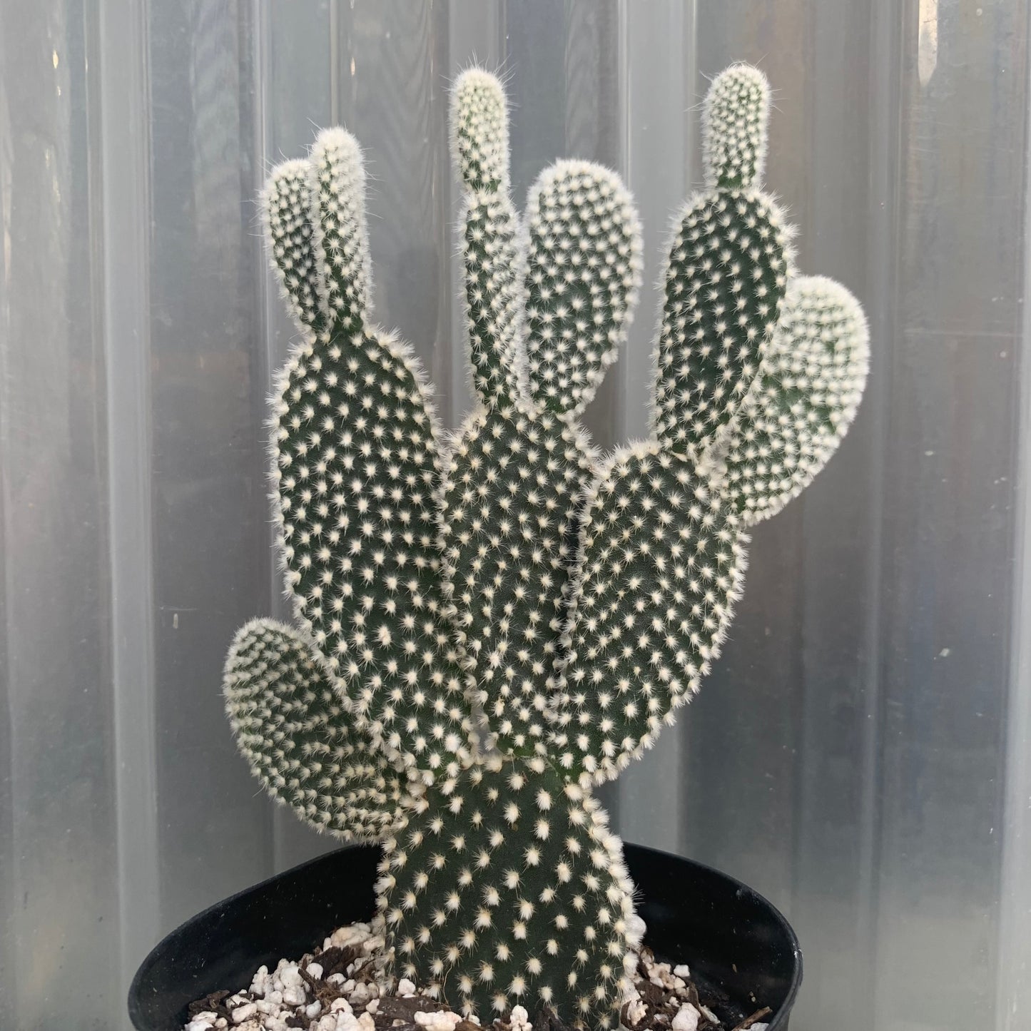 Opuntia Microdasys Var. Albispina (White Bunny Ears)