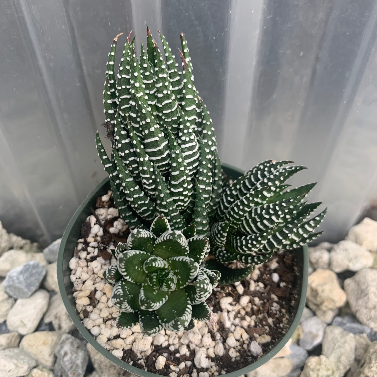 Haworthia Super Fasciata