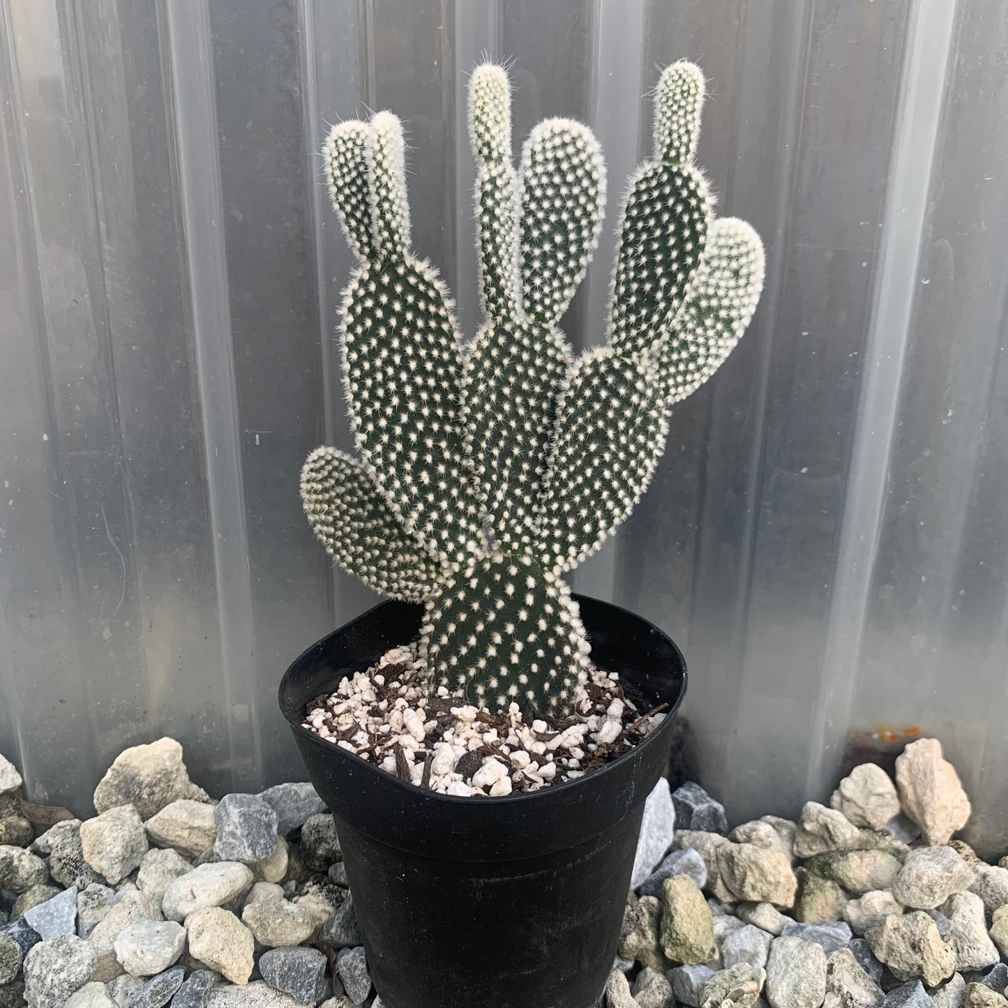 Opuntia Microdasys Var. Albispina (White Bunny Ears)