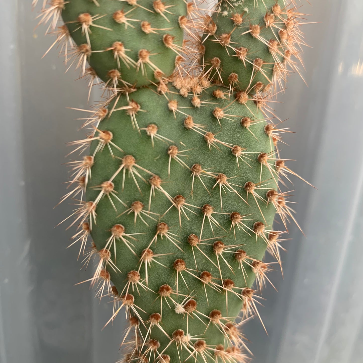 Opuntia Pycnantha V. Margaritana