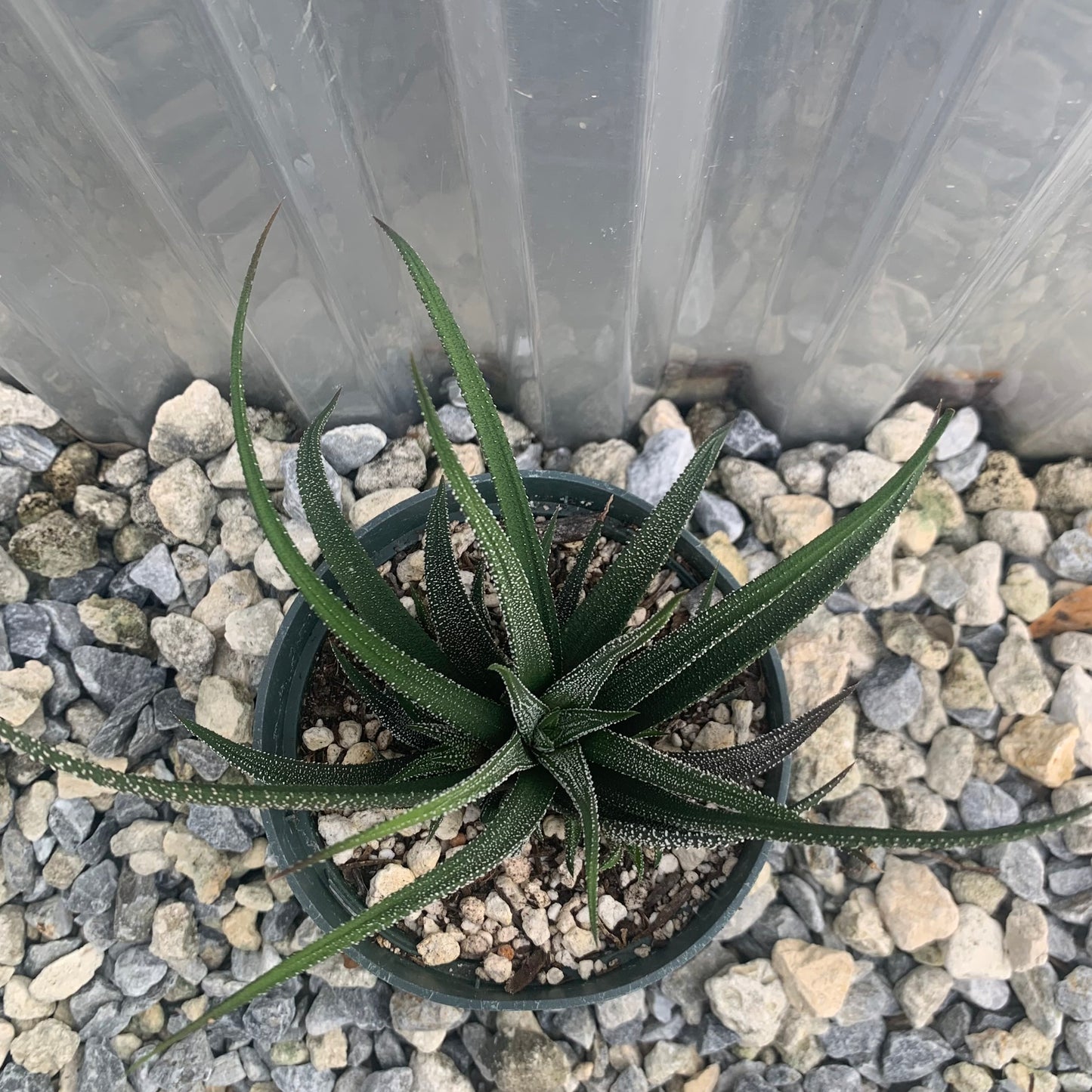 Haworthia Concolor