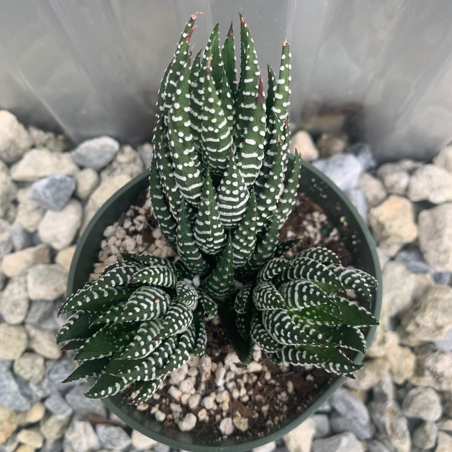 Haworthia Super Fasciata