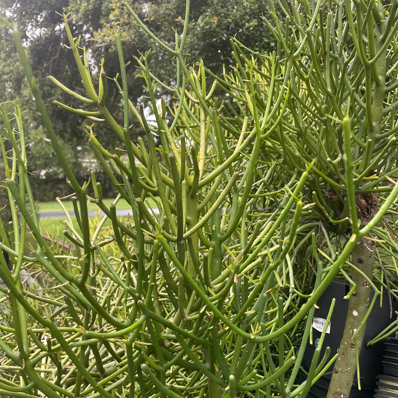 Bush of Euphorbia Tirucalli