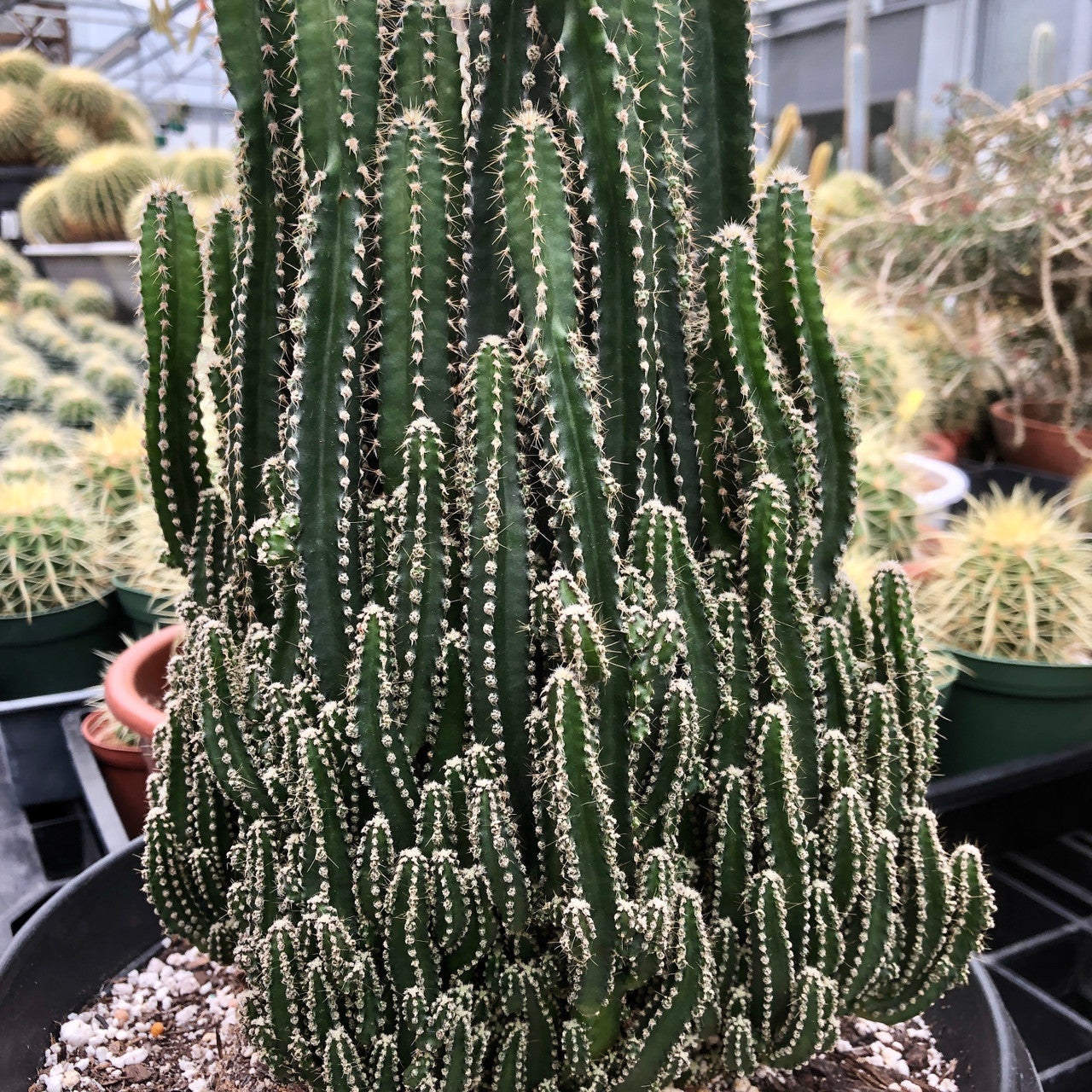 a large acanthocereus tetragonus up close