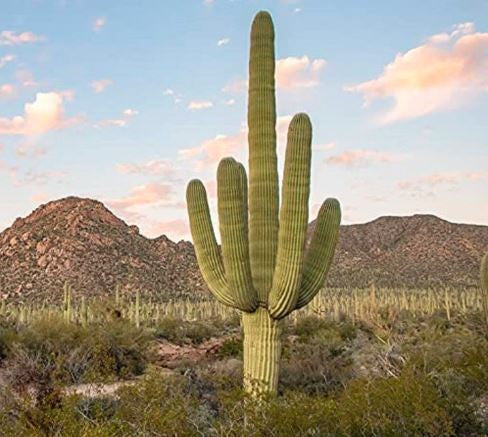 a mature Carnegiea Gigantea