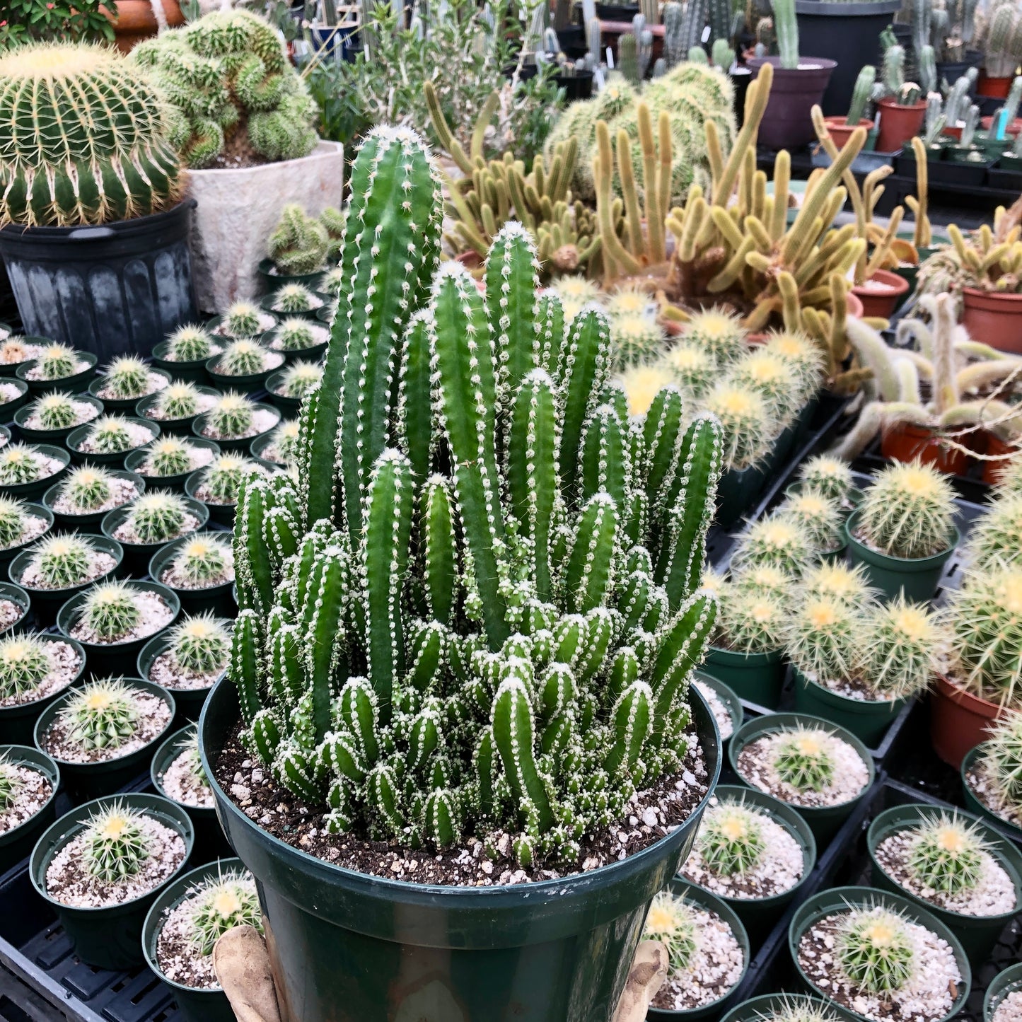 Acanthocereus tetragonus fairy castle cactus