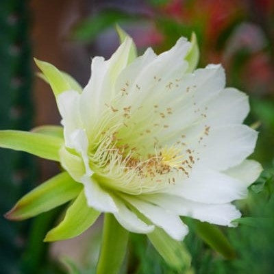 A flowering cereus peruvianus