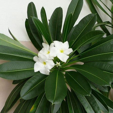 a flowering pachypodium lamerei