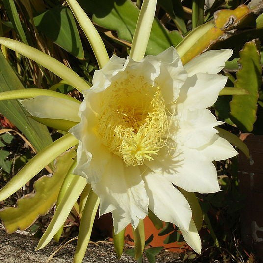 a flowering Selenicereus Costaricensis Hybrid (Dragon Fruit)