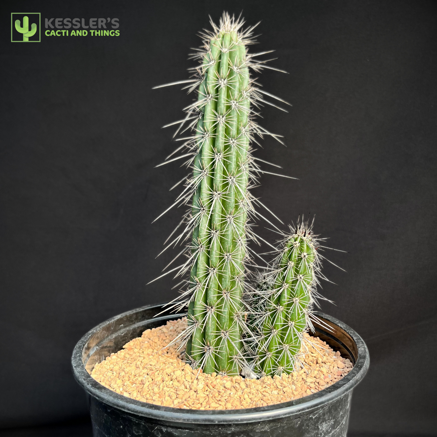 Stenocereus Hollianus (Organ Pipe Cactus)