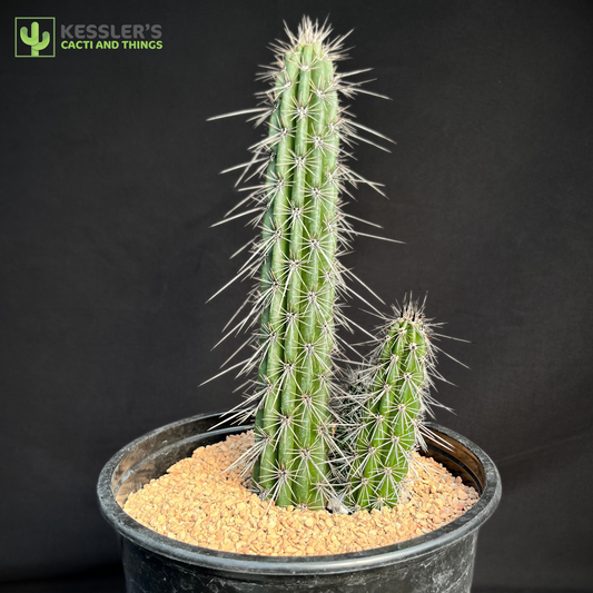 Stenocereus Hollianus (Organ Pipe Cactus)