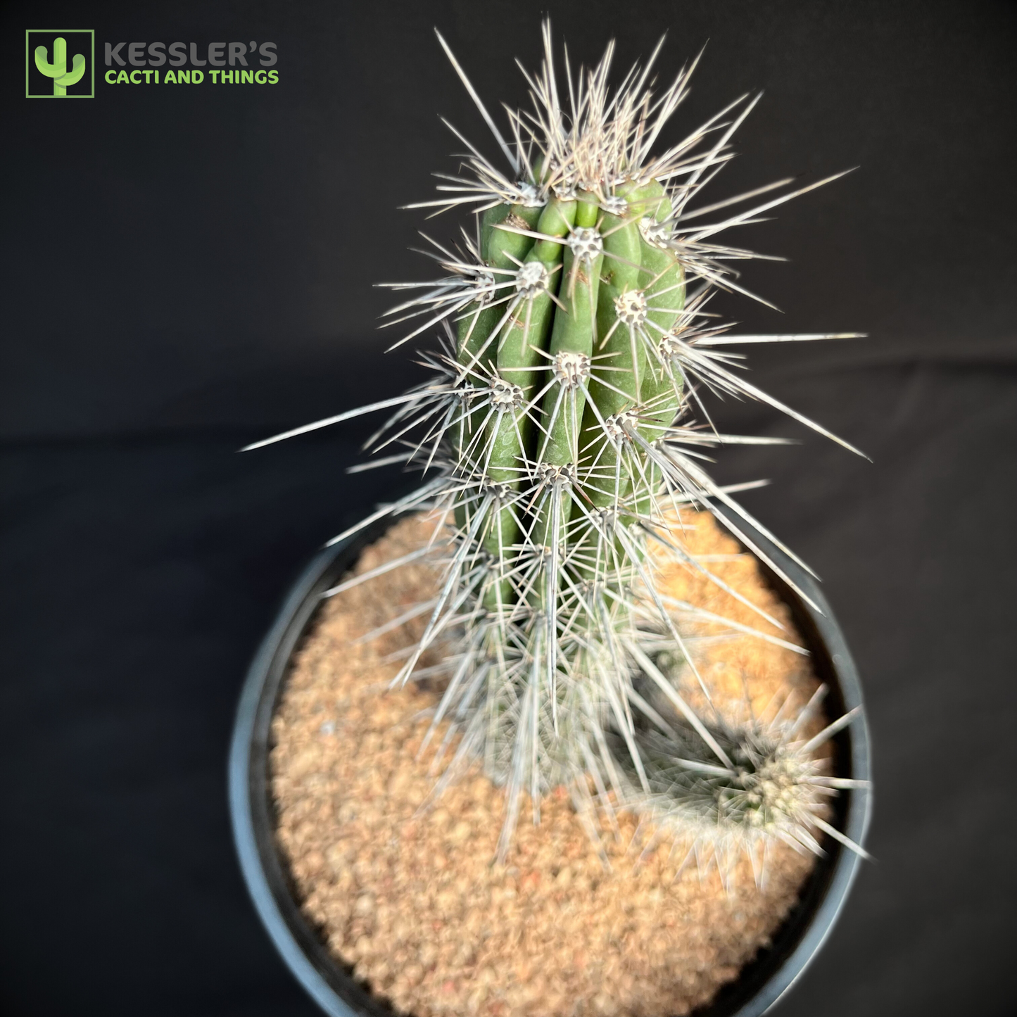 Stenocereus Hollianus (Organ Pipe Cactus)