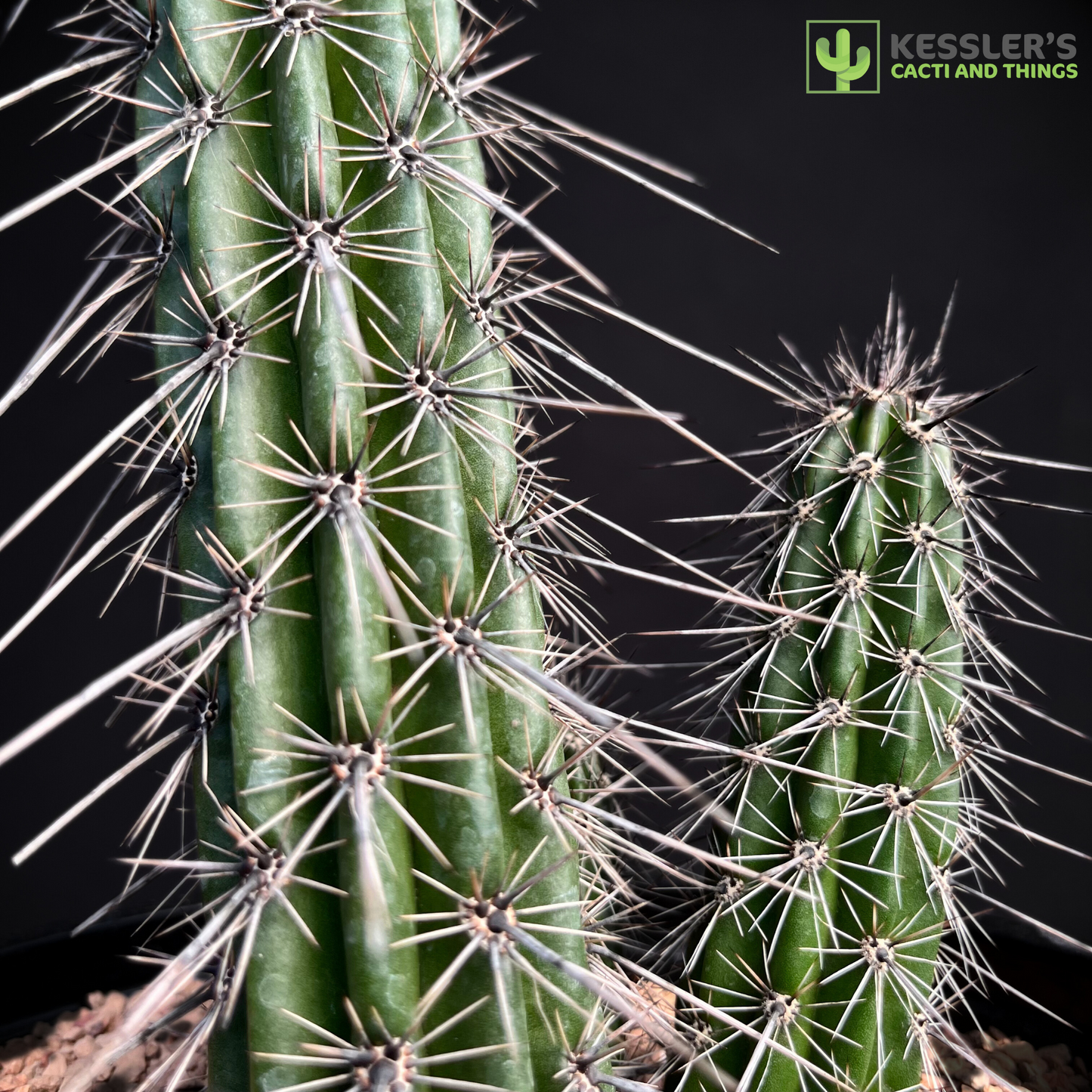 Stenocereus Hollianus (Organ Pipe Cactus)
