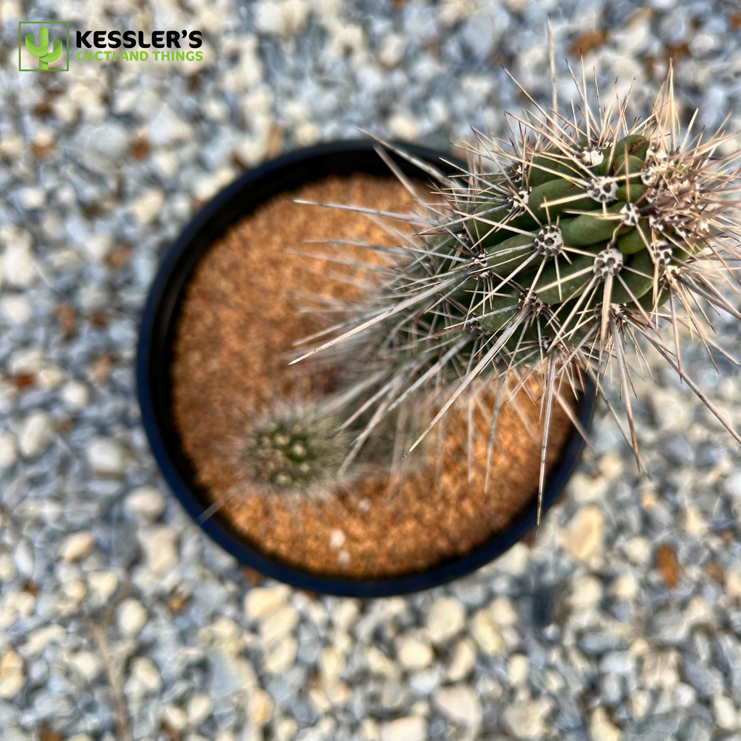 Stenocereus Hollianus (Organ Pipe Cactus)