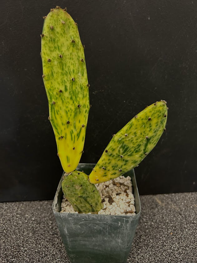 prickly pear cactus temperature tolerance Opuntia Sunburst