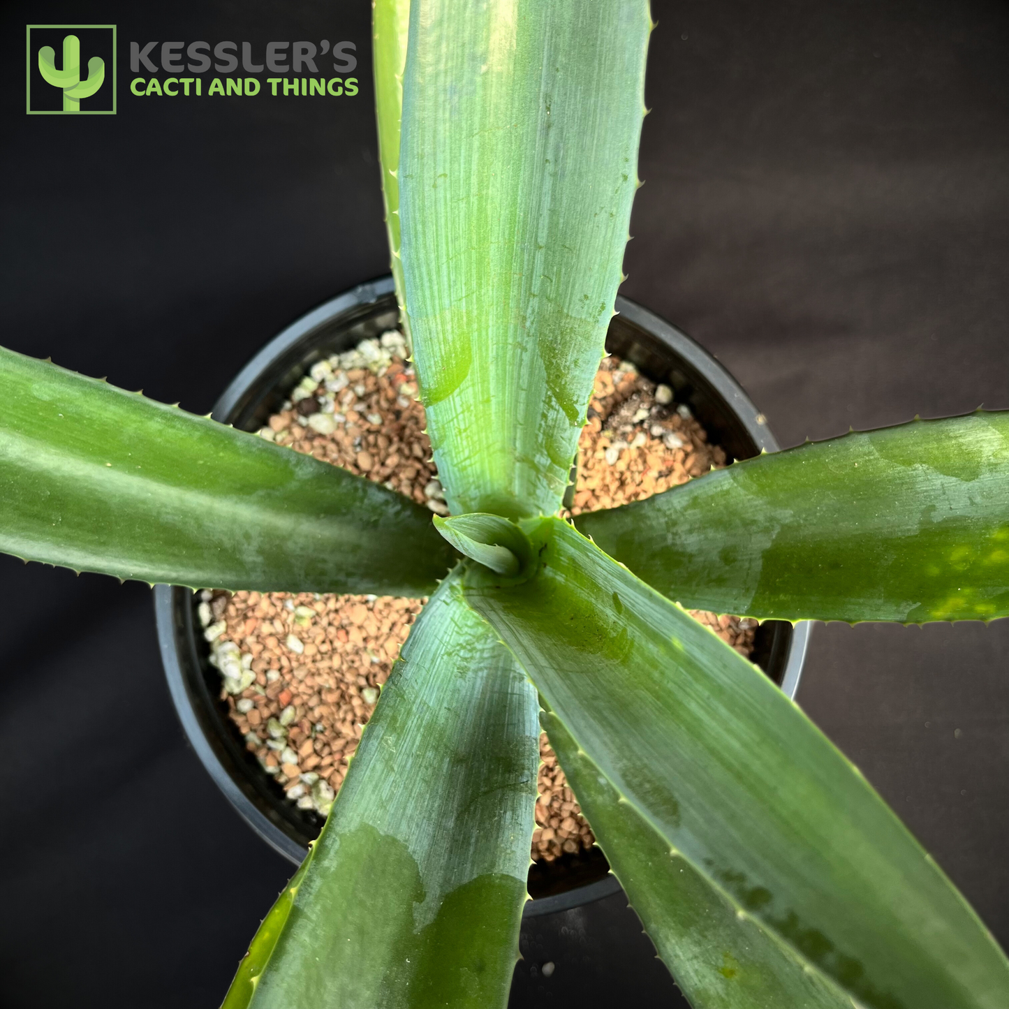 Agave - Tequiliana (Blue Tequila Agave)
