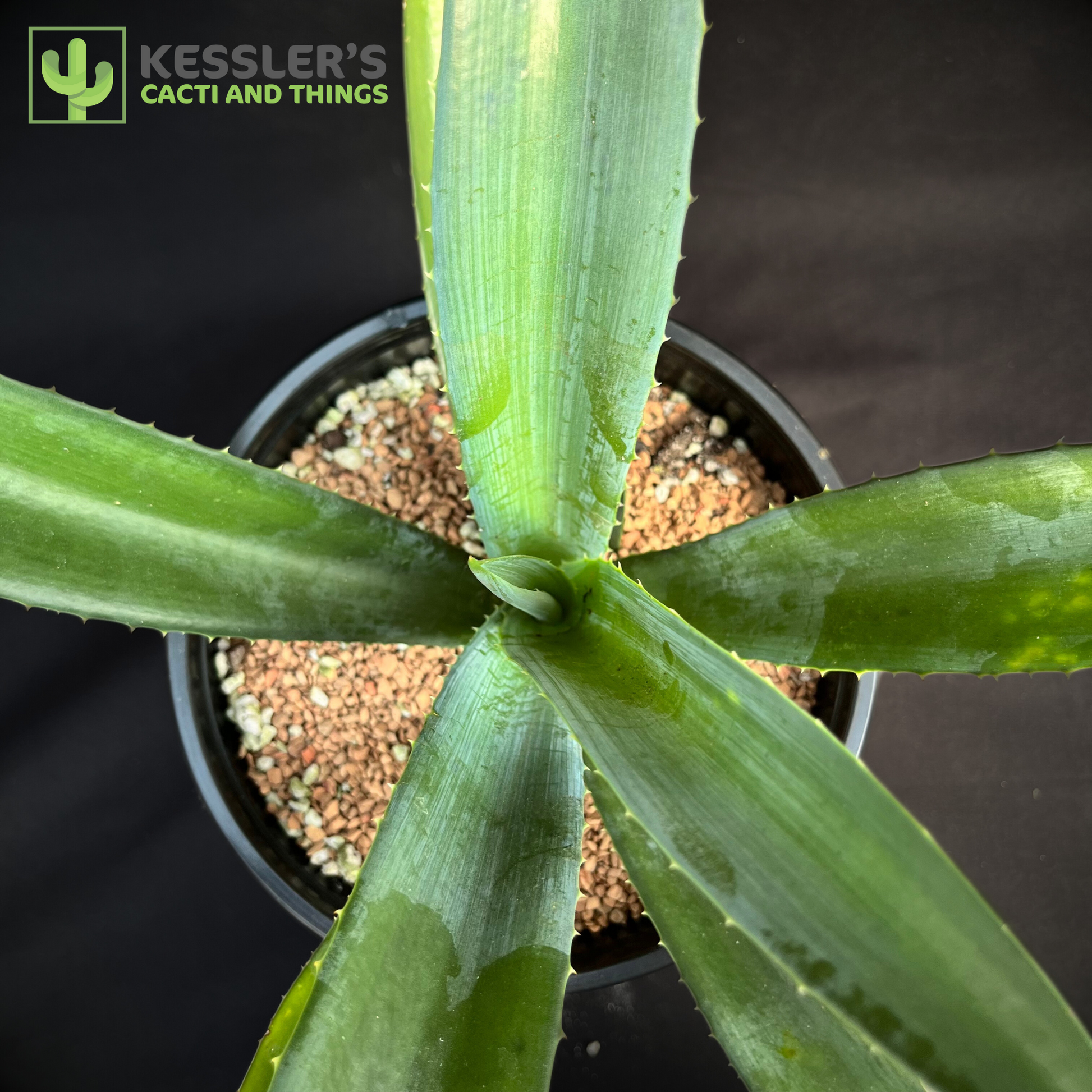 Agave - Tequiliana (Blue Tequila Agave)