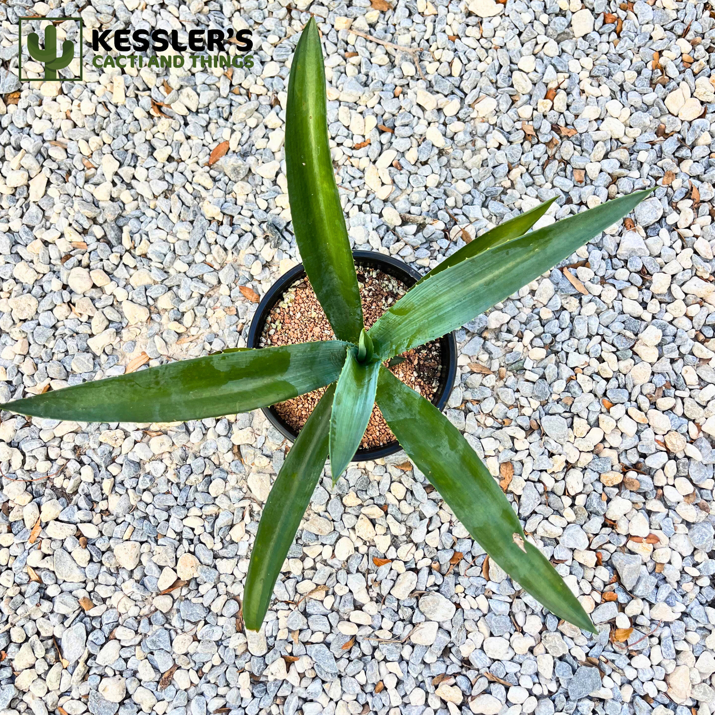 Agave - Tequiliana (Blue Tequila Agave)