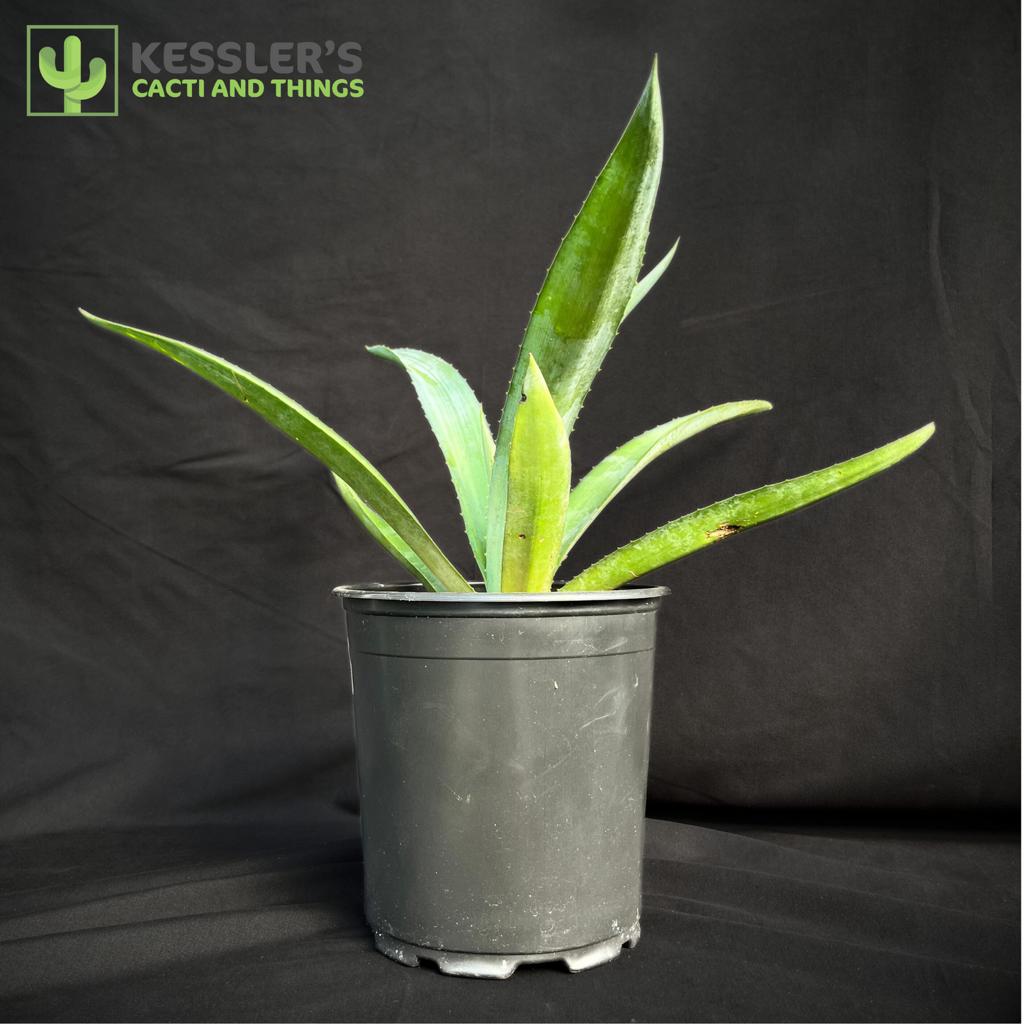 Agave - Tequiliana (Blue Tequila Agave)
