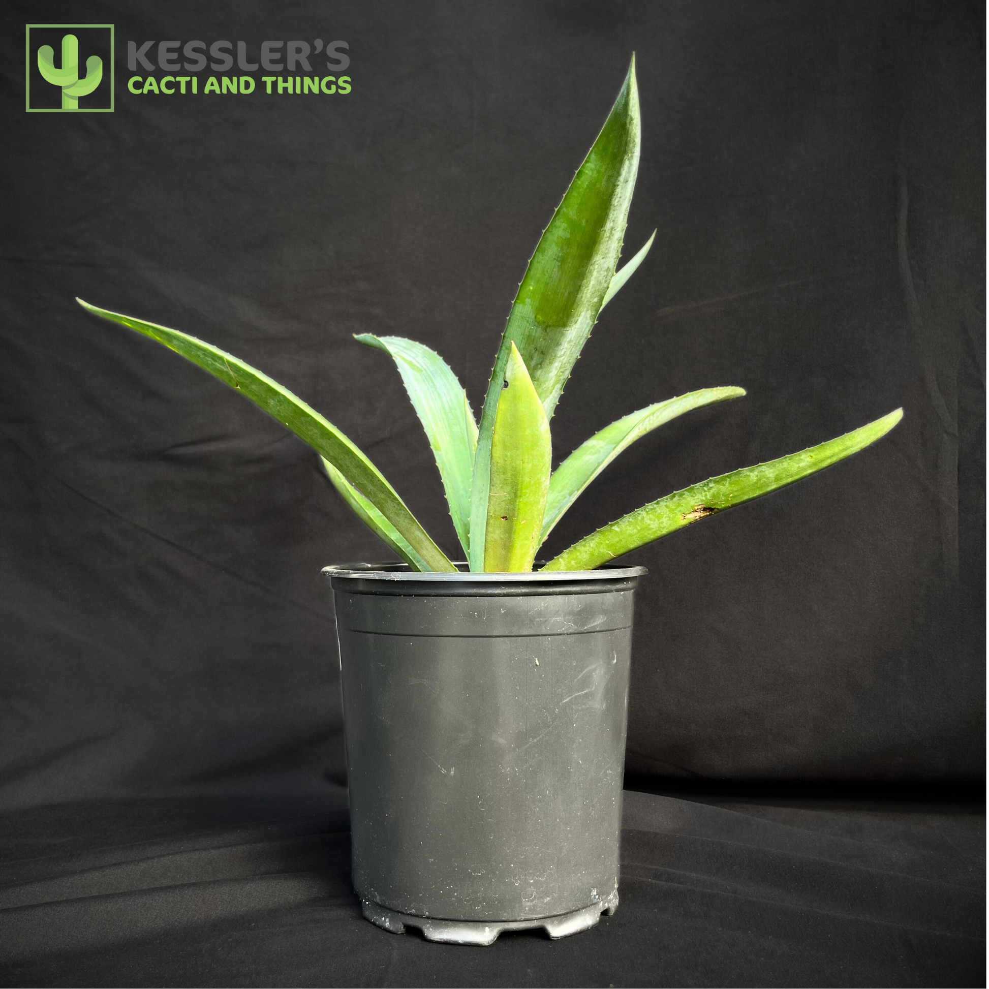Agave - Tequiliana (Blue Tequila Agave)
