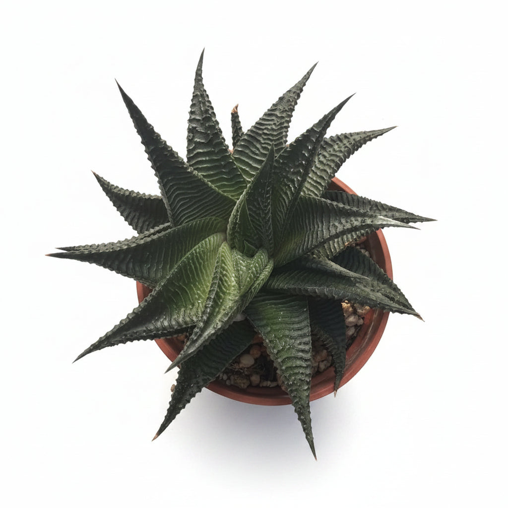 Haworthia Limifolia