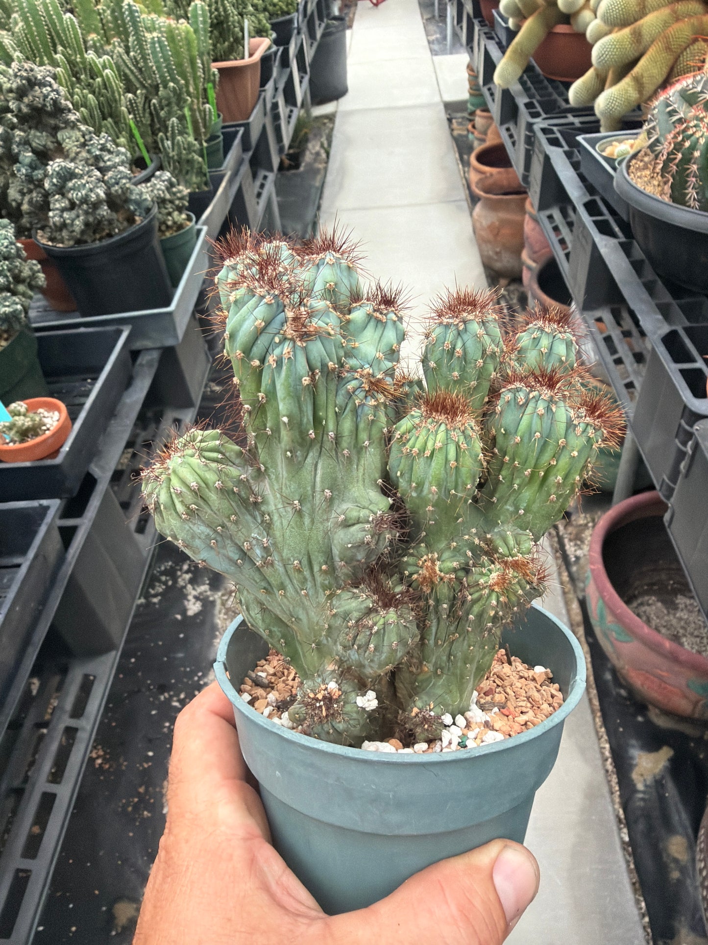 Cereus Forbesii Monstrose Rojo x Ming Thing